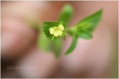 Mecardonia procumbens